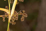 Georgia bulrush